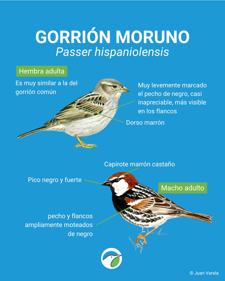 SEO/BirdLife tweet media