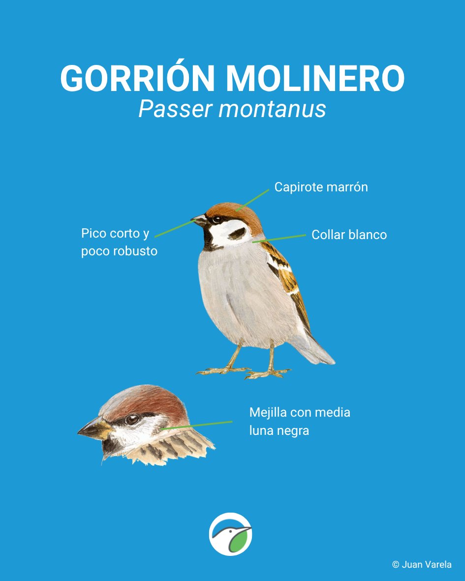 SEO/BirdLife tweet media