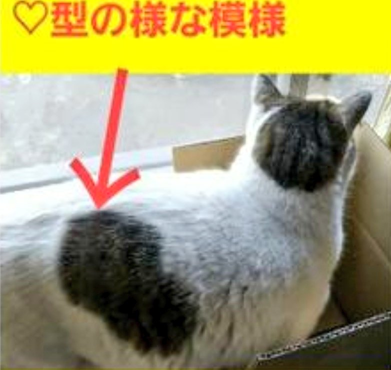 猫社長 tweet media