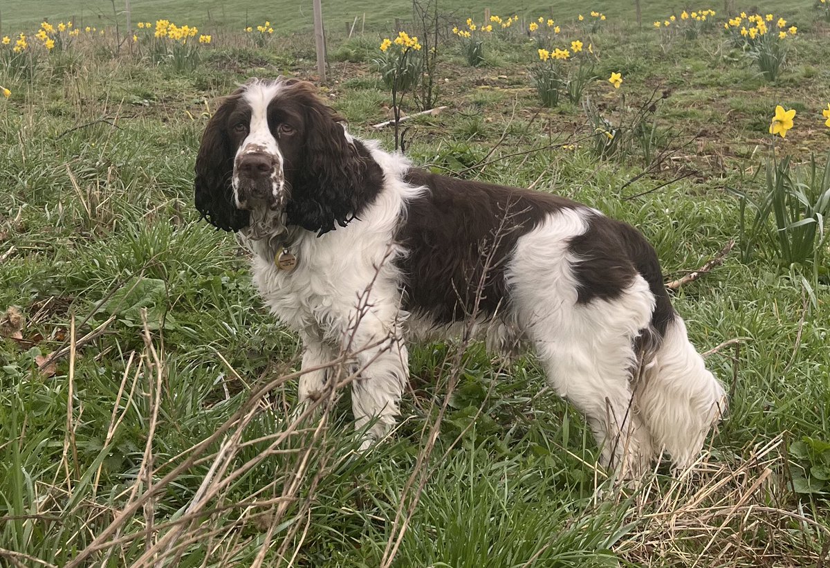 EDDIE Heir 2 AdsDogCharlie tweet media