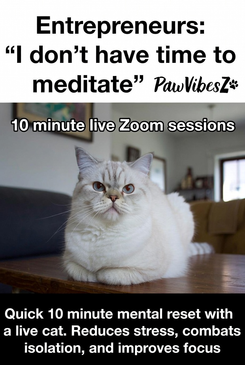 paniaguai's tweet photo. 10 minute cat Zoom reset for busy entrepreneurs. https://t.co/9gS9Ps99WB https://t.co/6u4735nLG9