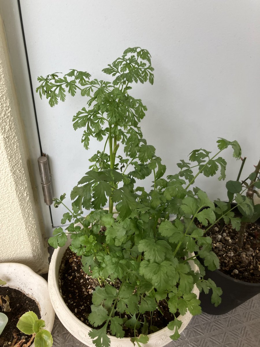 #LargeAoki tweet media