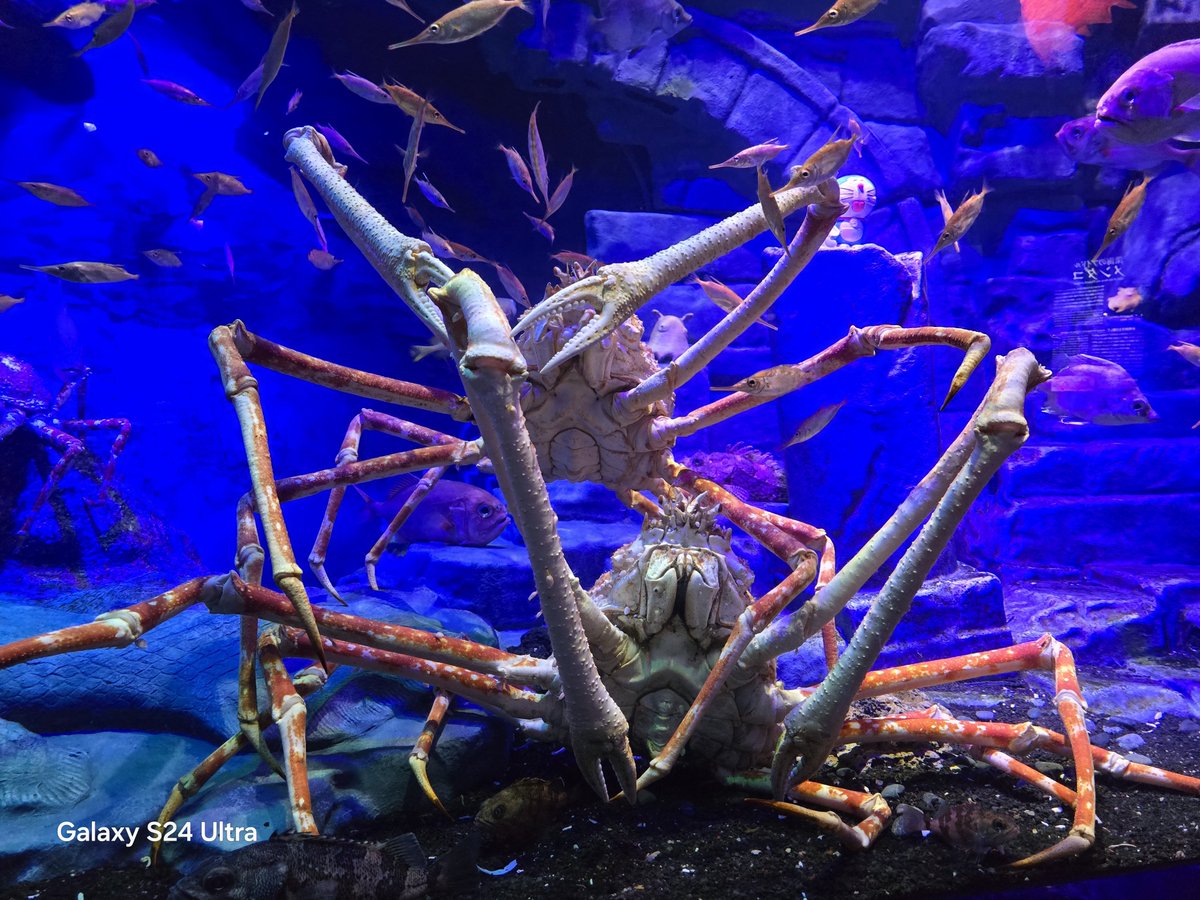 リースノー tweet media