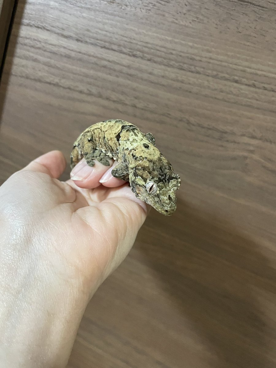 爬虫類ぽわ tweet media