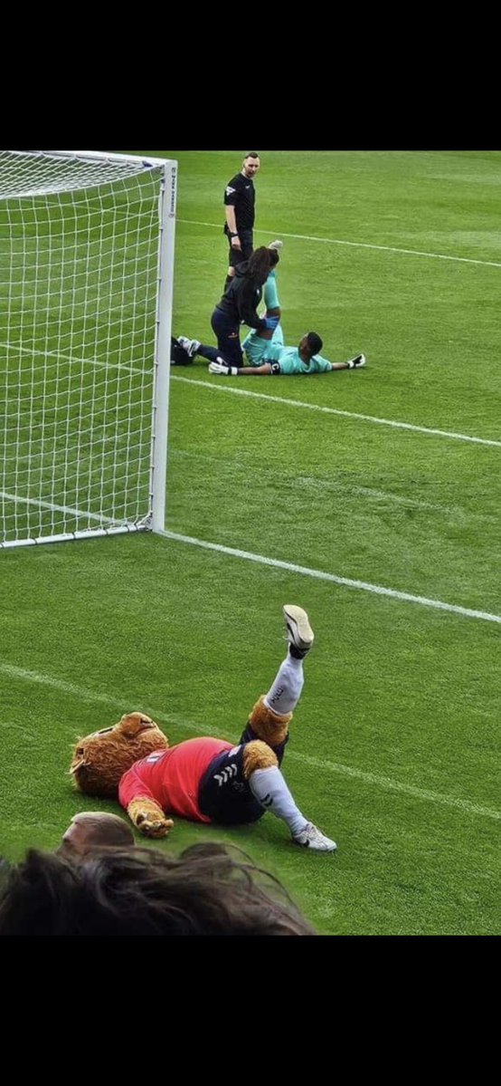 The Original Yorkie tweet media