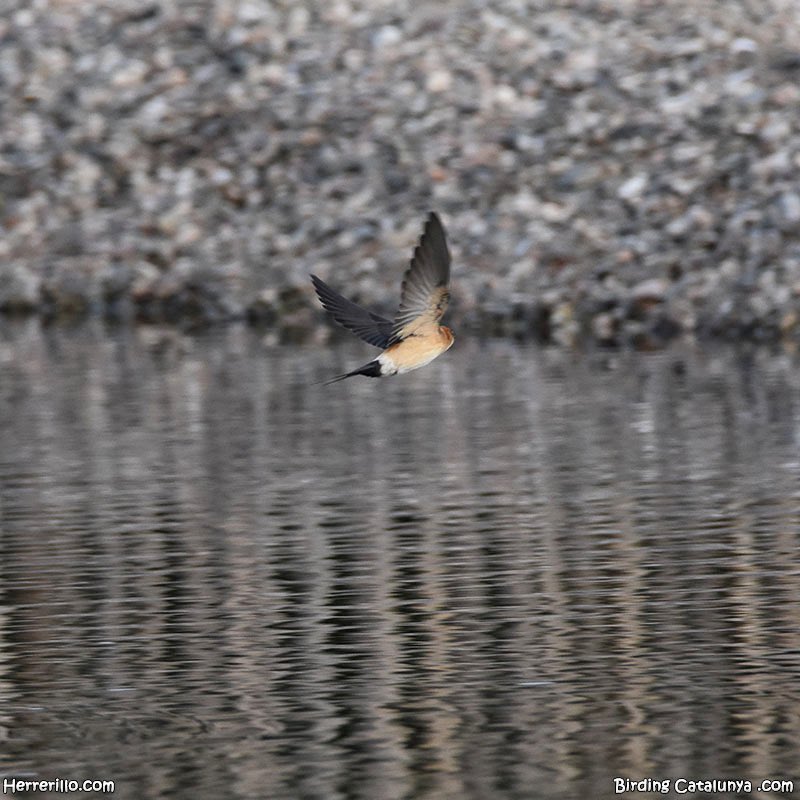 El Herrerillo tweet media