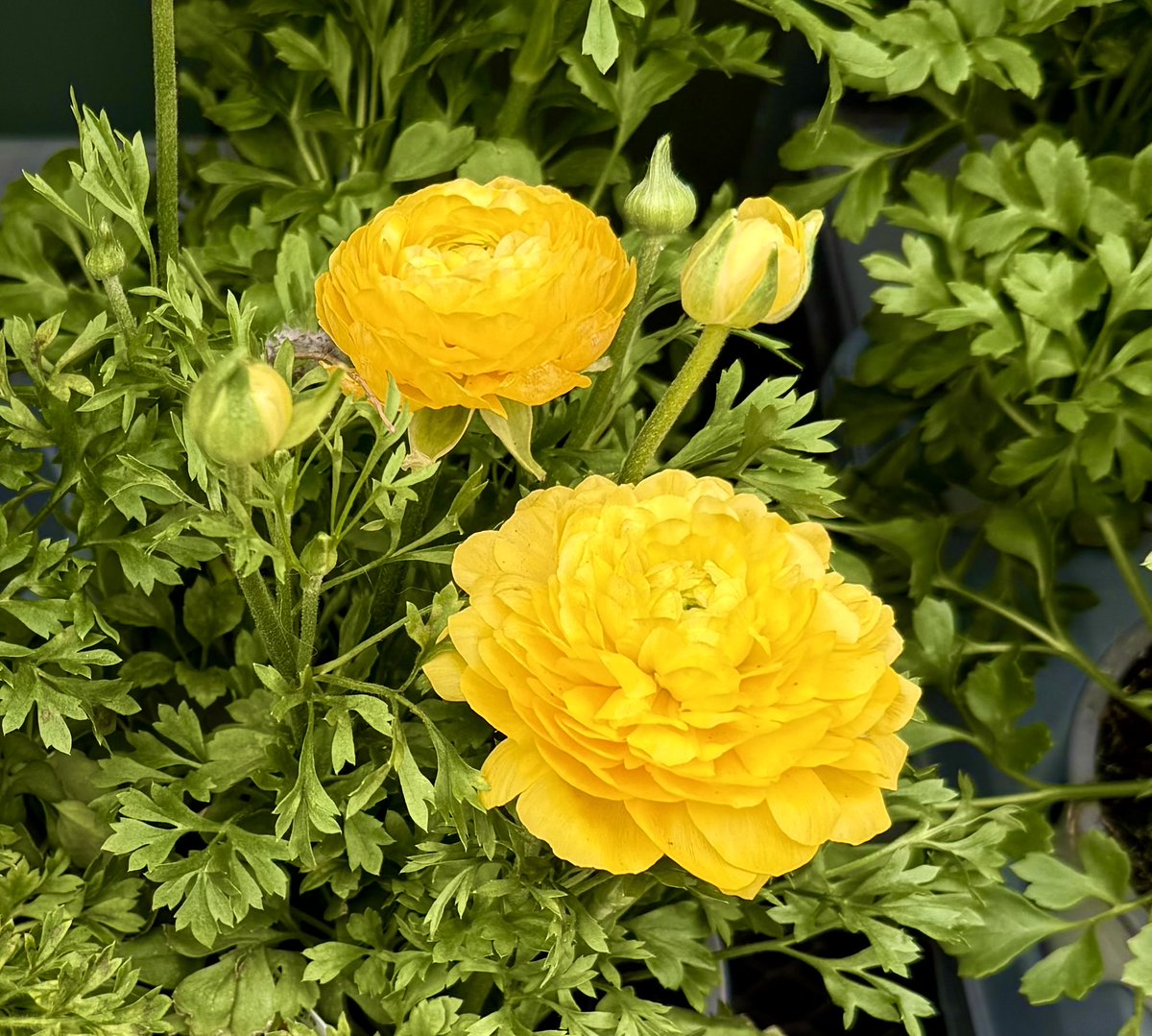 Katalin Pota โฎ๏ธโฎ๏ธโฎ๏ธ tweet media