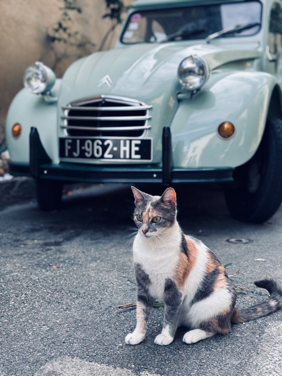 Village cat, Lourmarin, France