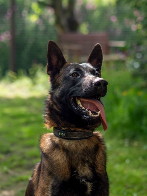 German Shepherd Rescue Elite ( GSRE ) tweet media