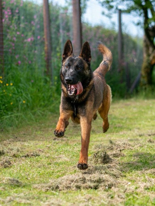 German Shepherd Rescue Elite ( GSRE ) tweet media