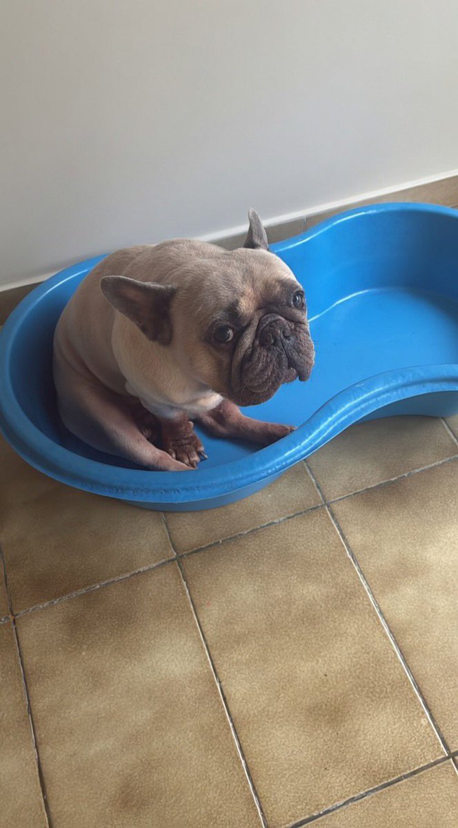 João Figueiredo tweet media