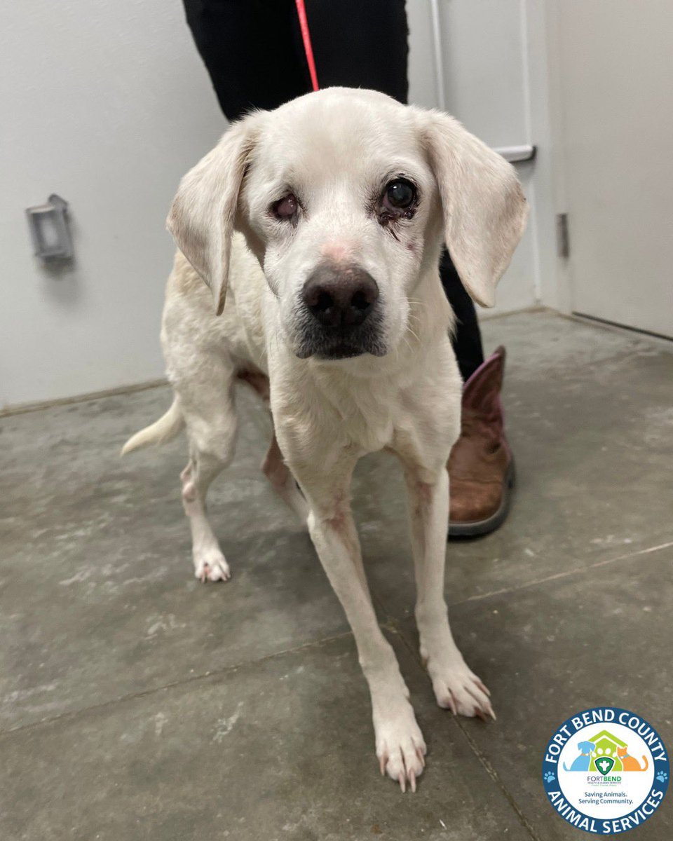 Fort Bend Animal Services tweet media