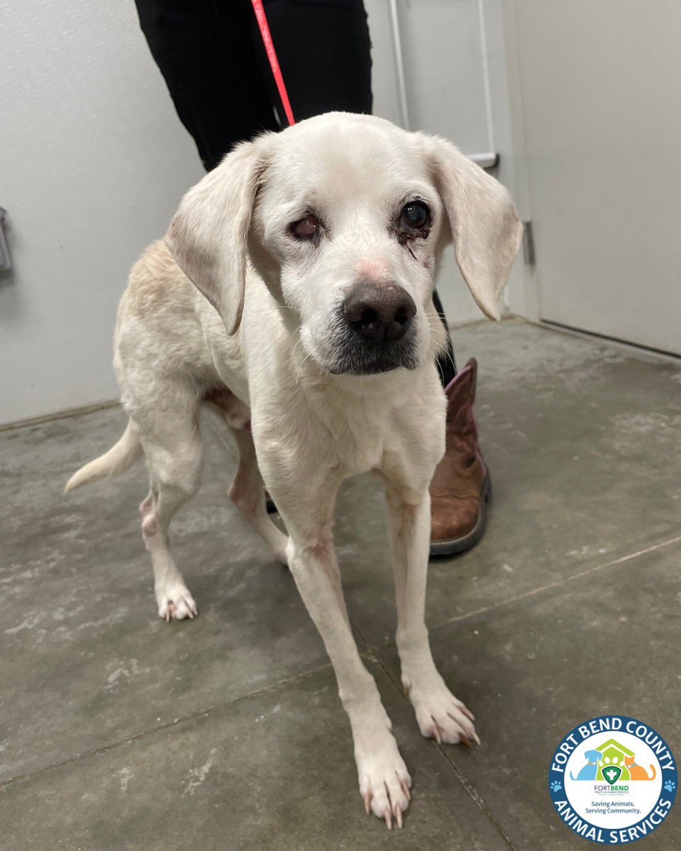 Fort Bend Animal Services tweet media