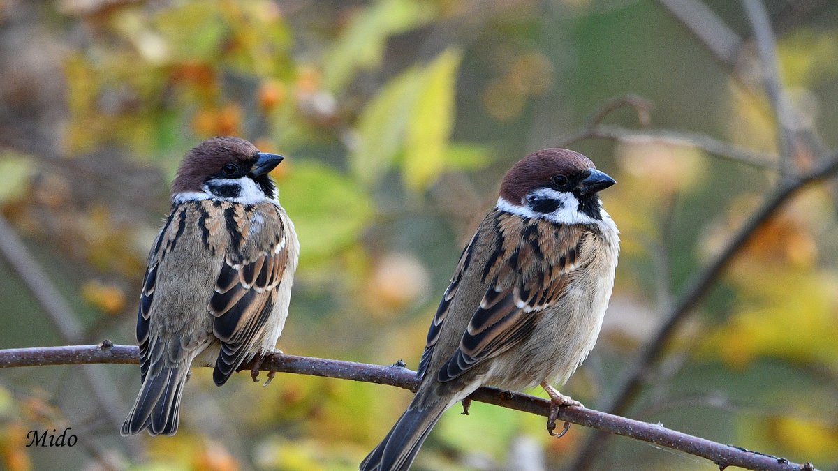 Mido 👩🏻 tweet media