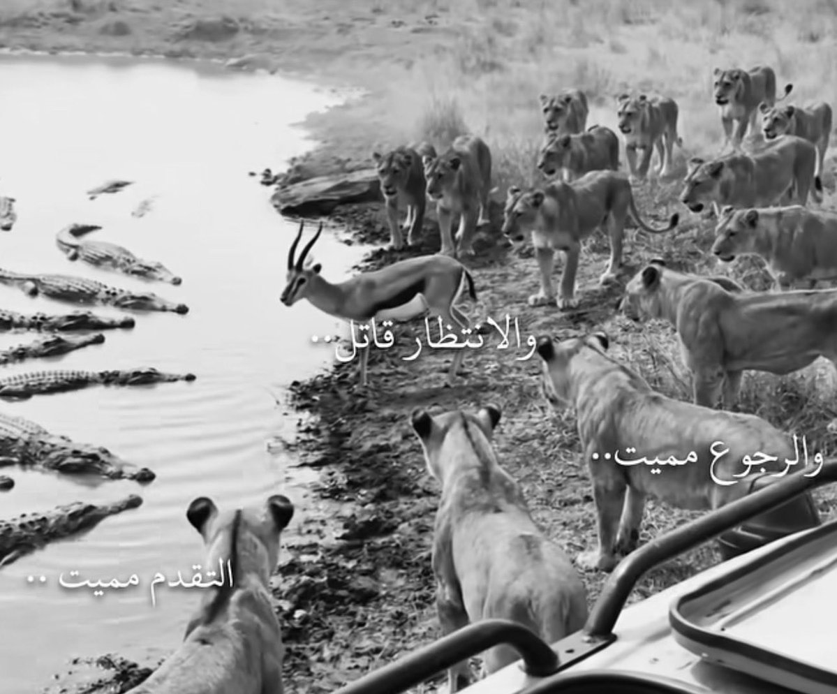 محمد بن زيد tweet media