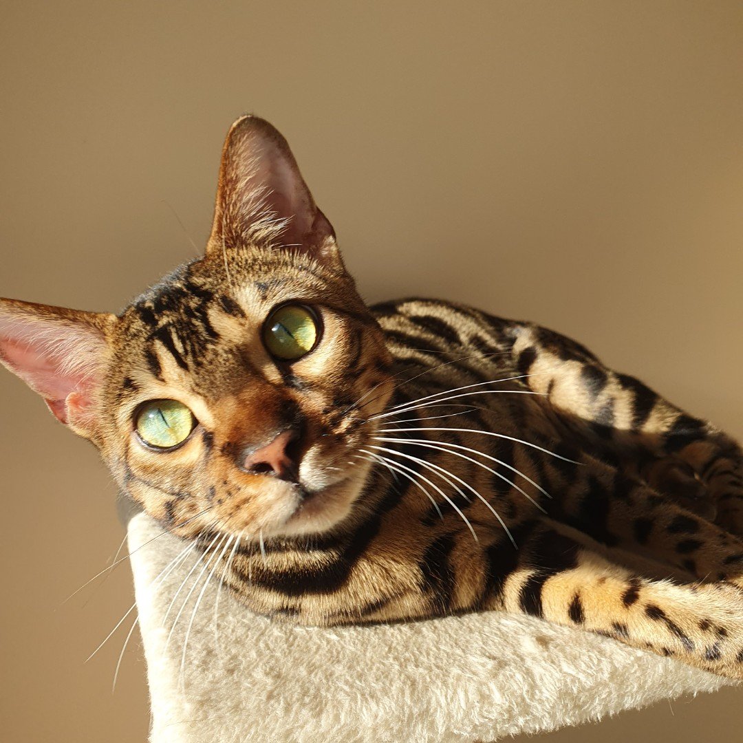 Mister_Low_Risk tweet media