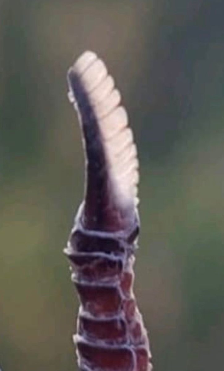 WildEarth tweet media