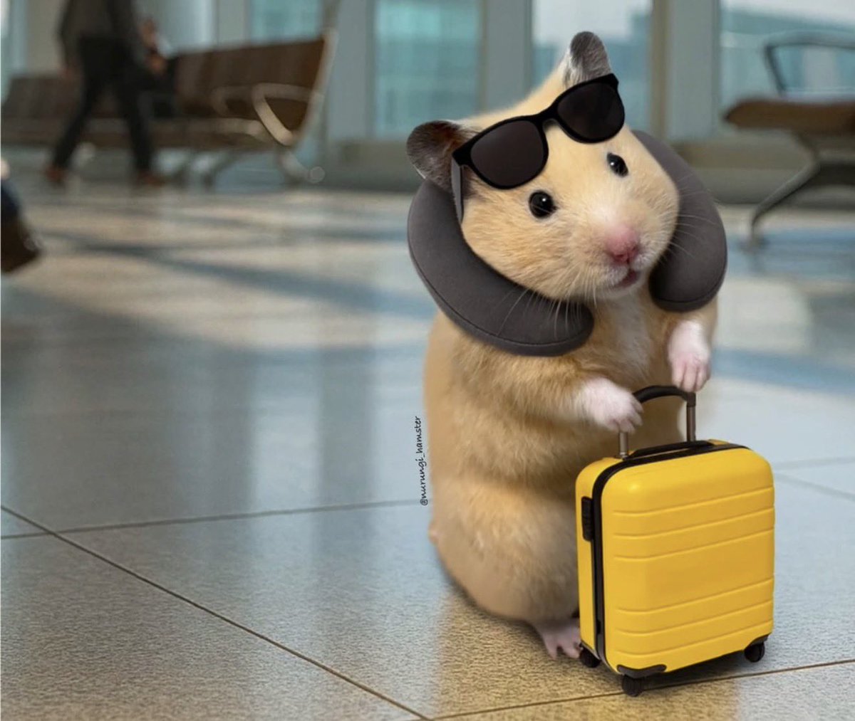 El Guarromántico tweet media