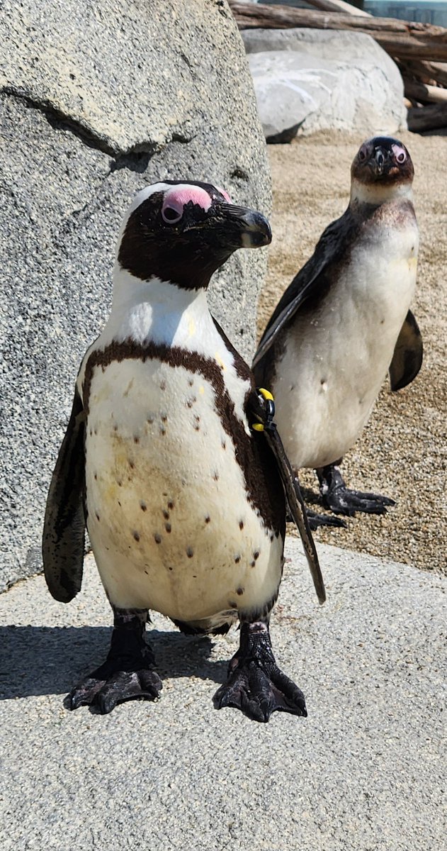 P for Penguin tweet media