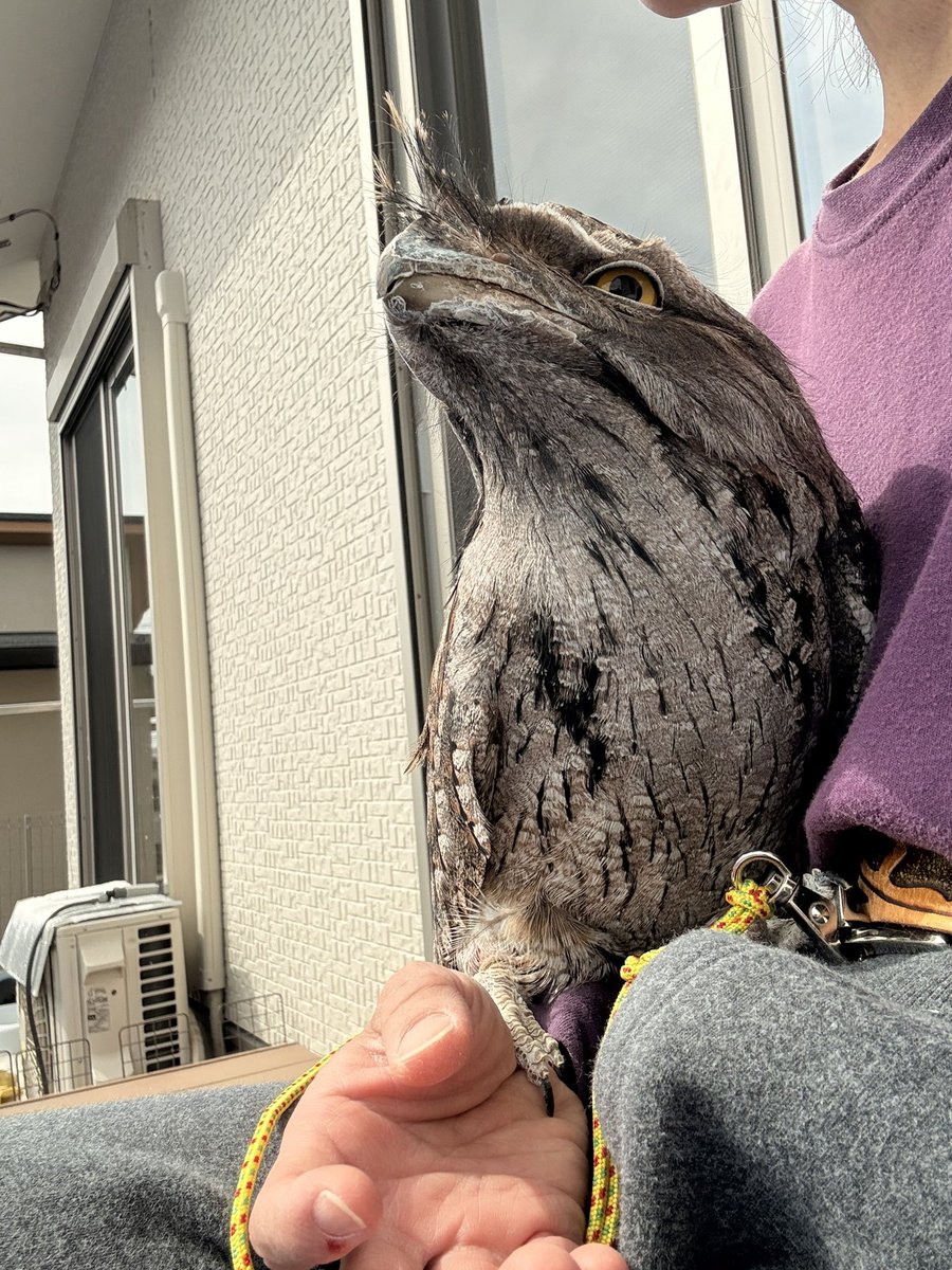 haru_garden tweet media