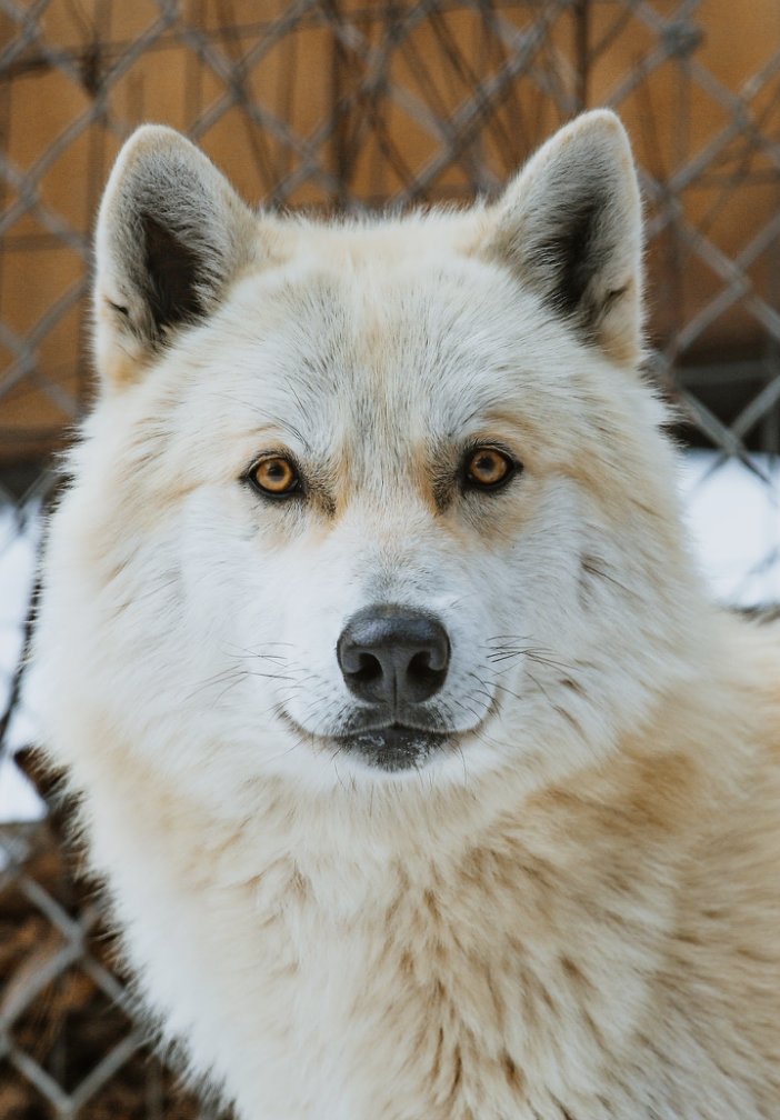 W.O.L.F. Sanctuary tweet media