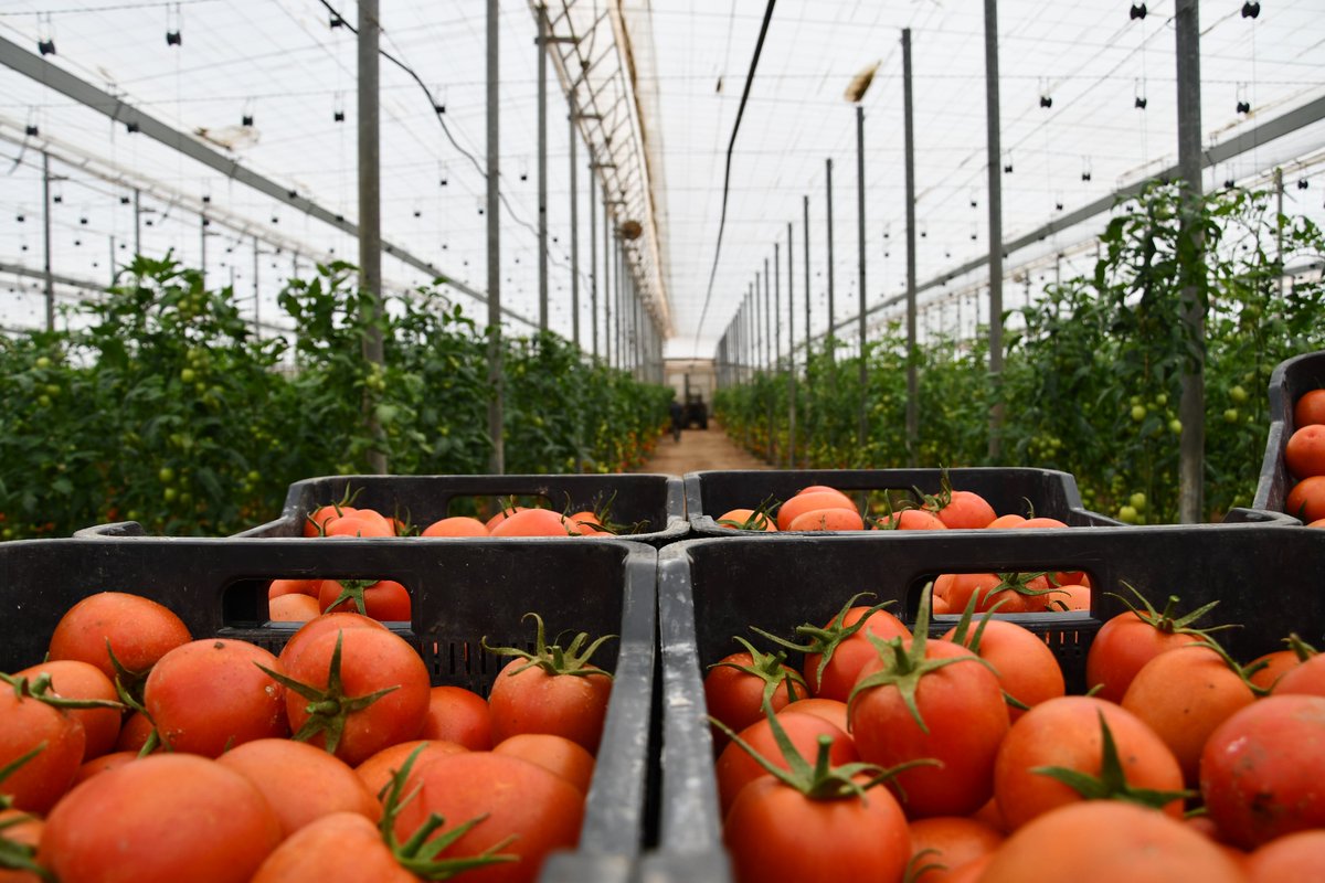 FHALMERÍA 🌱 tweet media