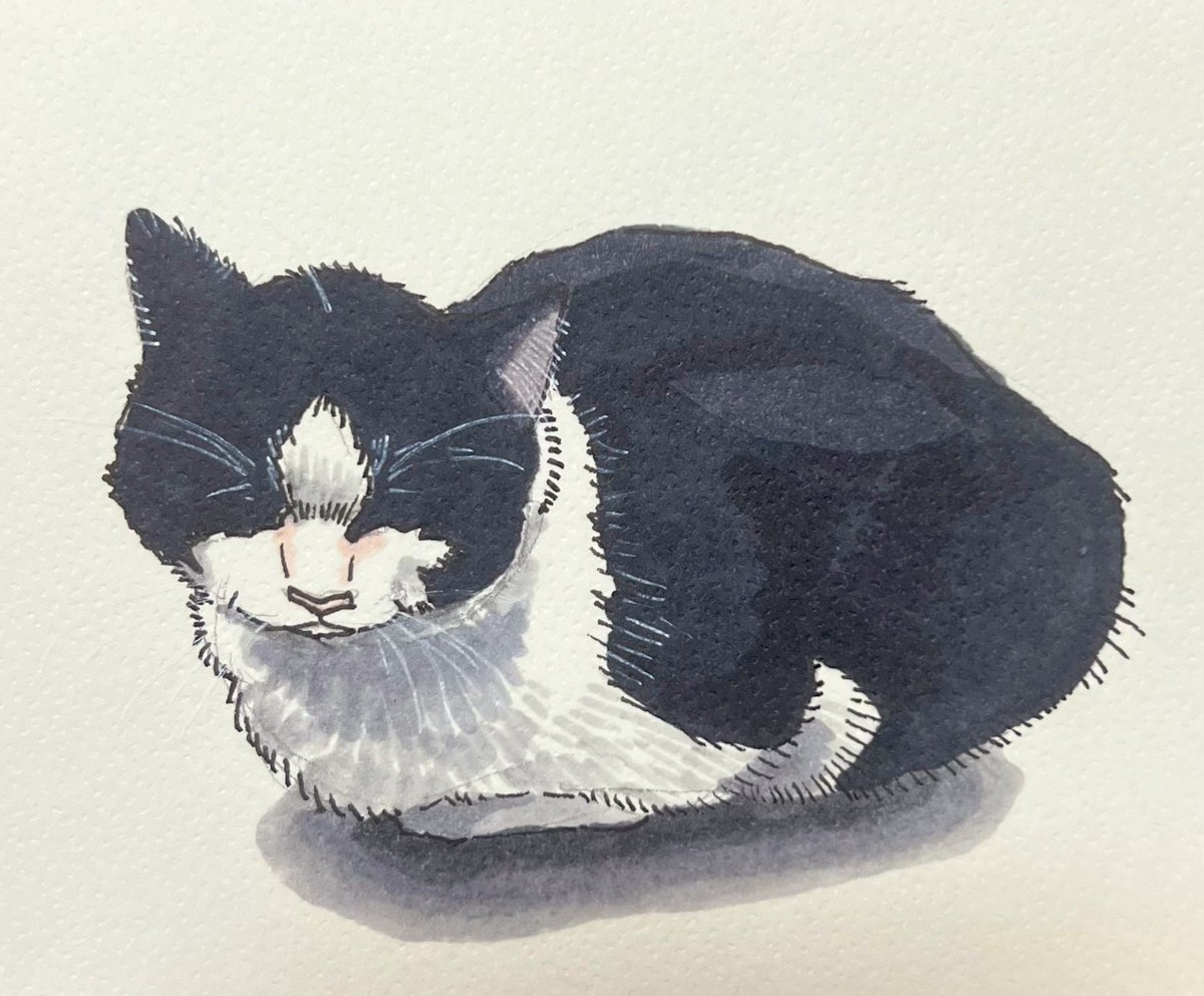 ヴェかも🦆 tweet media