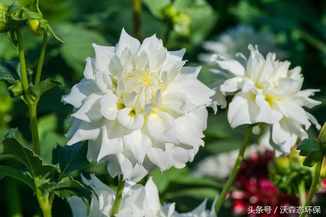 Taiwoadeizamukail tweet media