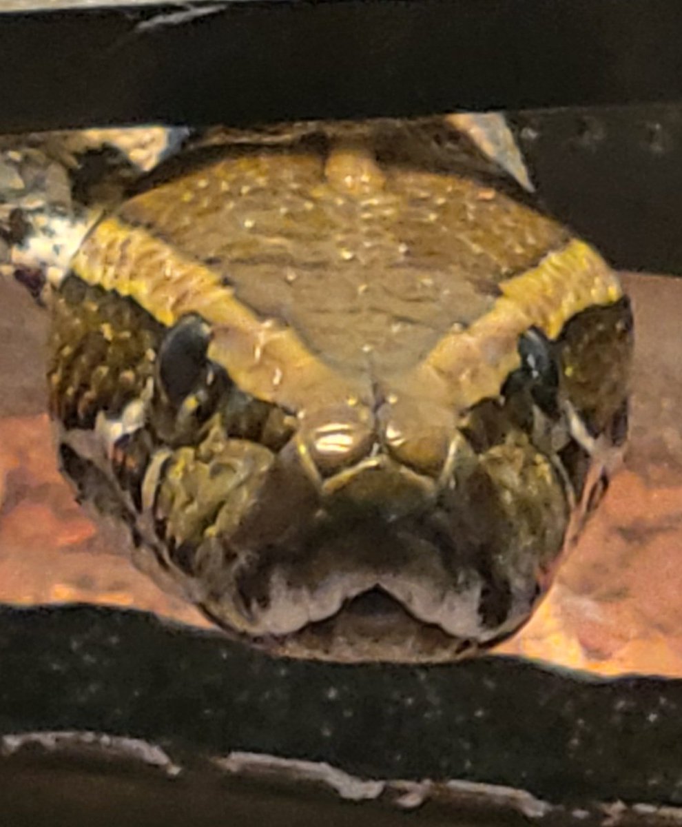 Torres4 (I support 🏳️⚧️🏳️🌈) tweet media