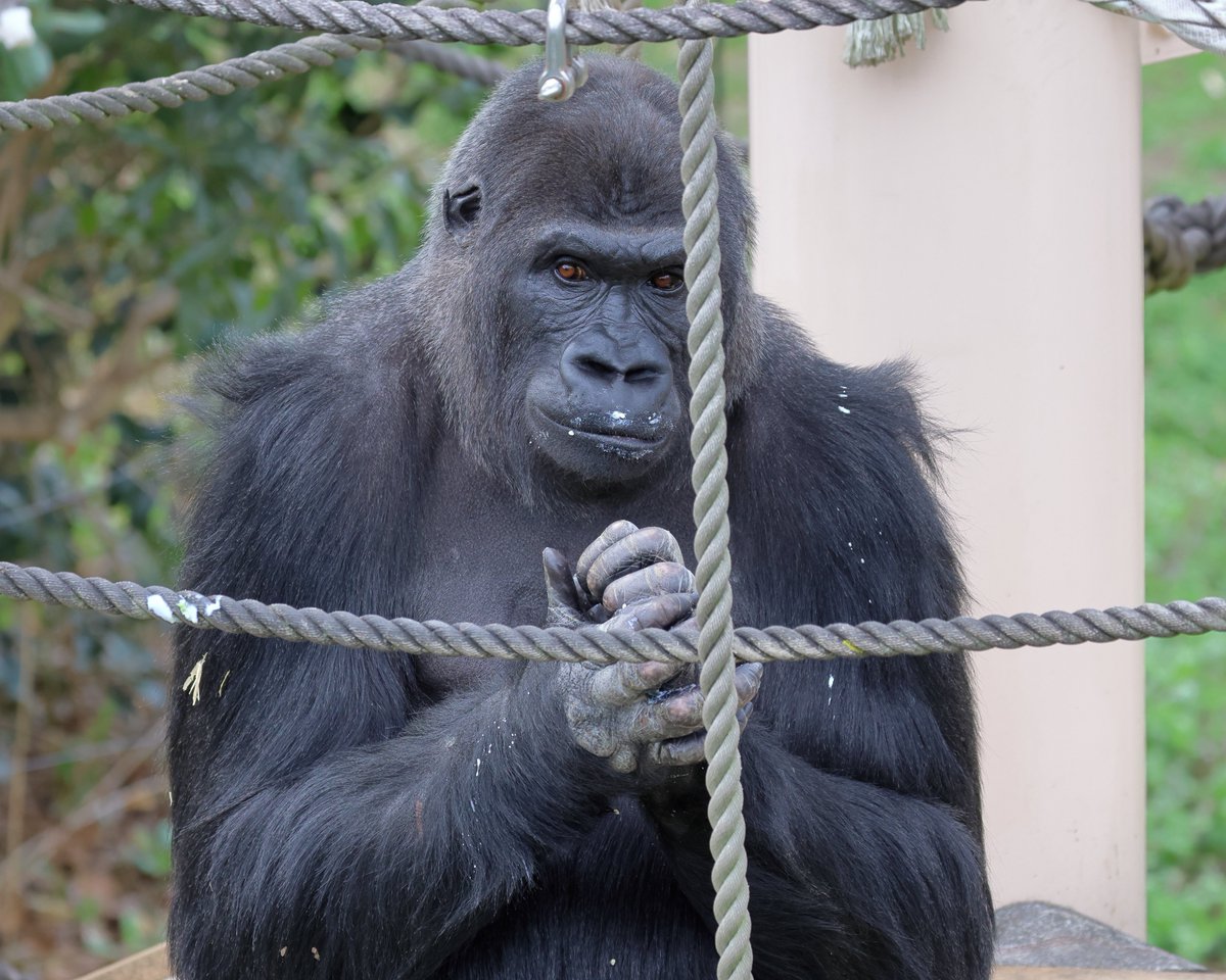 チャリ tweet media