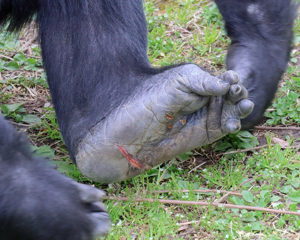 チャリ tweet media