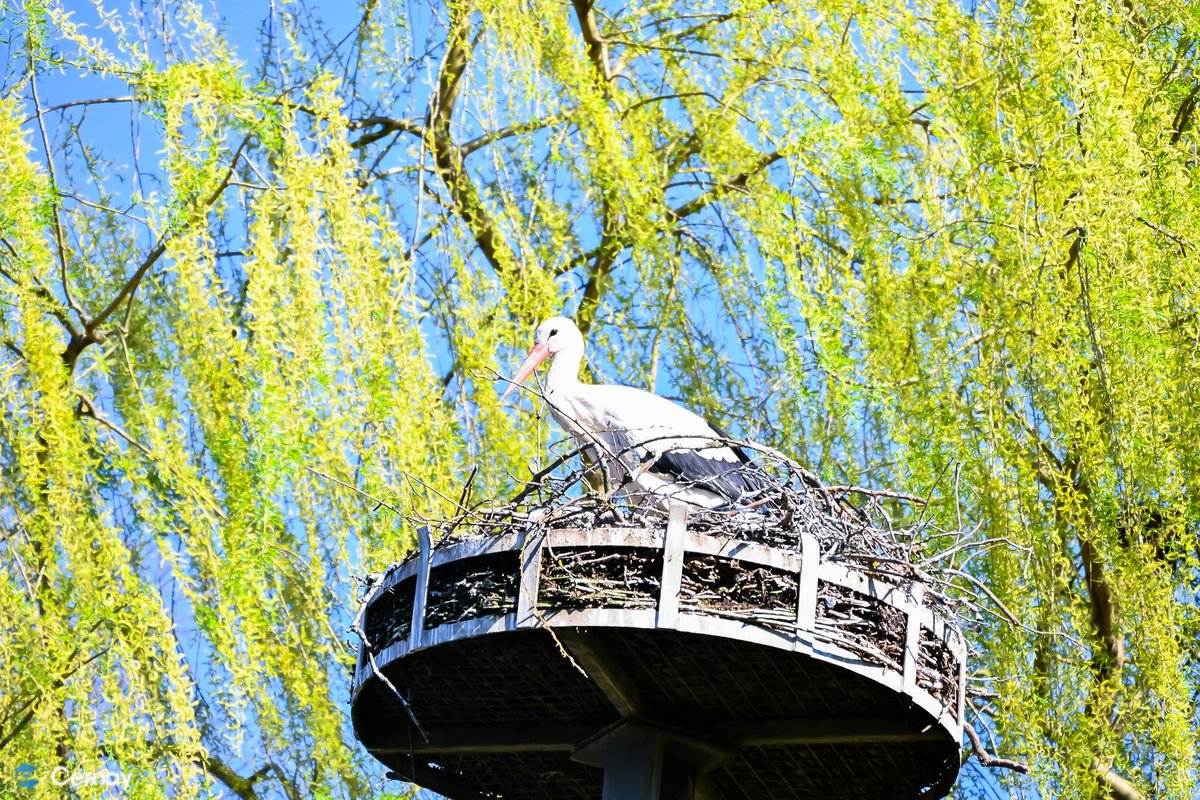 VilledeCernay's tweet image. Les premiers rayons de soleil réchauffent notre Ville, les fleurs éclatent de couleurs et la nature reprend doucement vie… Et les cigognes sont de retour ! Retrouvez plus de photos sur la page Facebook de la Ville. #cernay