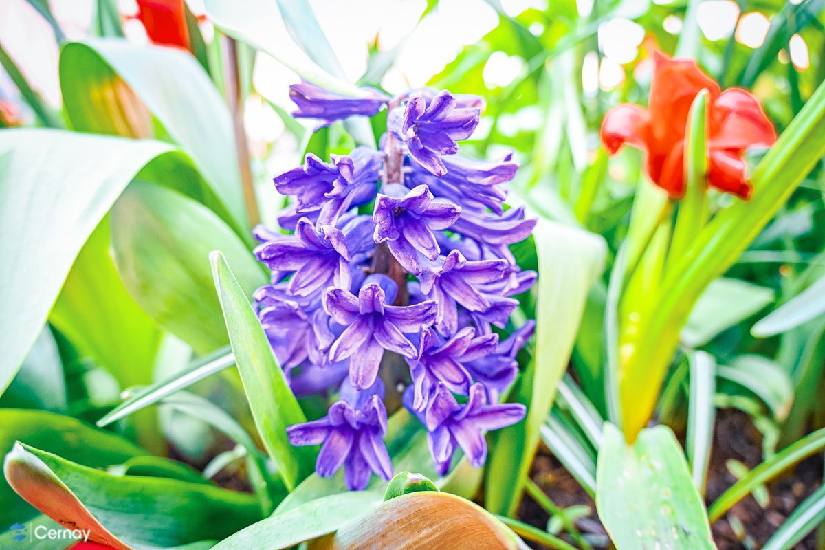 VilledeCernay's tweet image. Les premiers rayons de soleil réchauffent notre Ville, les fleurs éclatent de couleurs et la nature reprend doucement vie… Et les cigognes sont de retour ! Retrouvez plus de photos sur la page Facebook de la Ville. #cernay