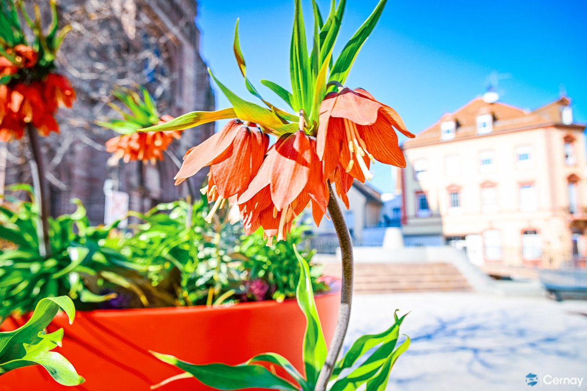 VilledeCernay's tweet image. Les premiers rayons de soleil réchauffent notre Ville, les fleurs éclatent de couleurs et la nature reprend doucement vie… Et les cigognes sont de retour ! Retrouvez plus de photos sur la page Facebook de la Ville. #cernay
