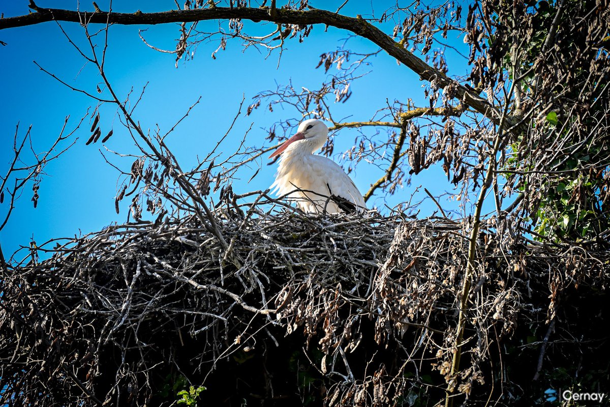 VilledeCernay's tweet image. Les premiers rayons de soleil réchauffent notre Ville, les fleurs éclatent de couleurs et la nature reprend doucement vie… Et les cigognes sont de retour ! Retrouvez plus de photos sur la page Facebook de la Ville. #cernay