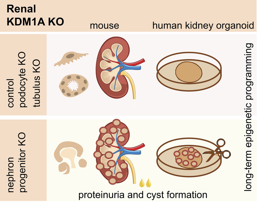 JCI insight tweet media