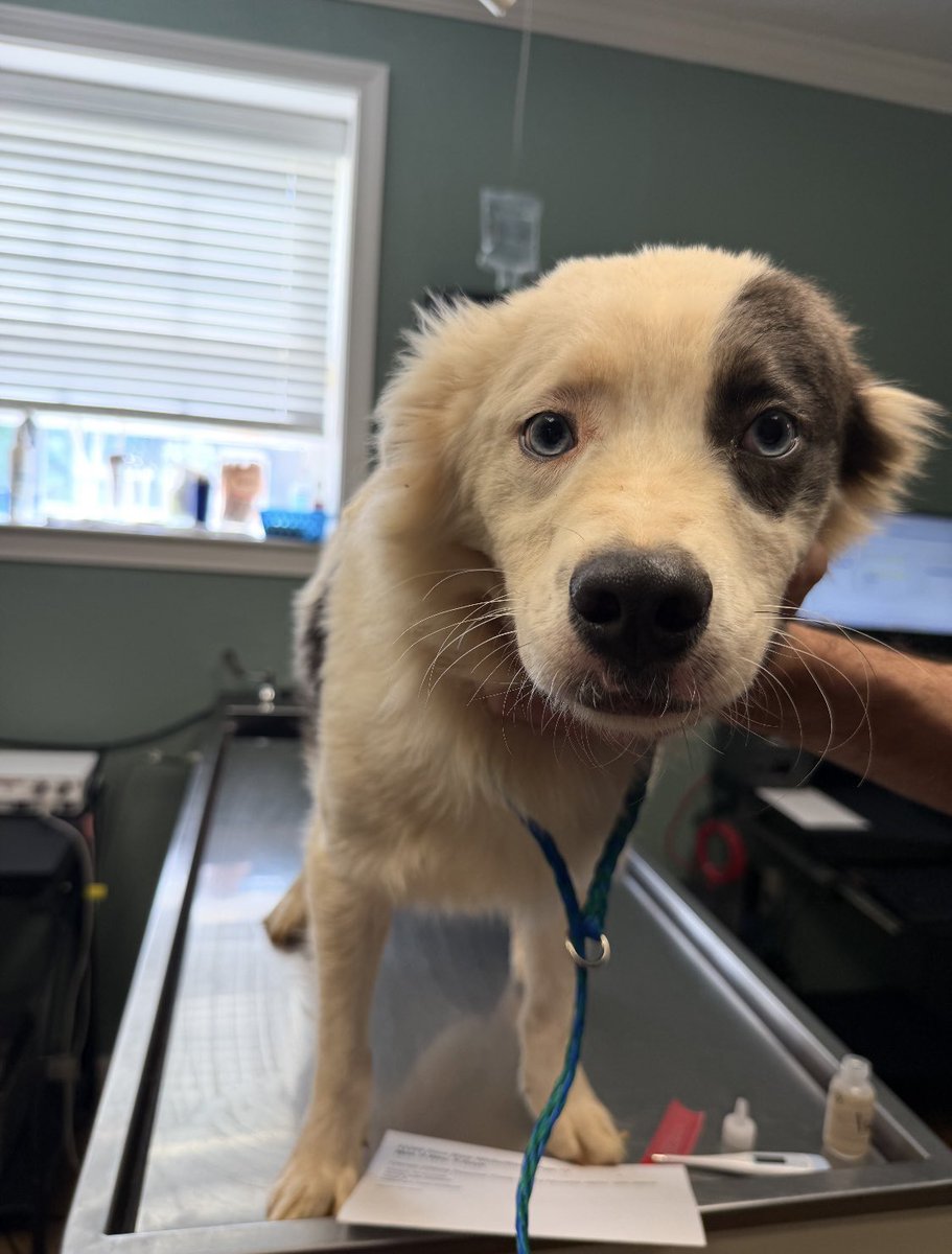 Lola Patolla tweet media