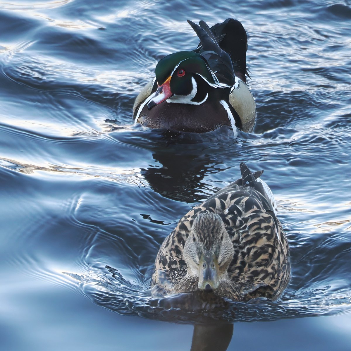 Above_96th tweet media