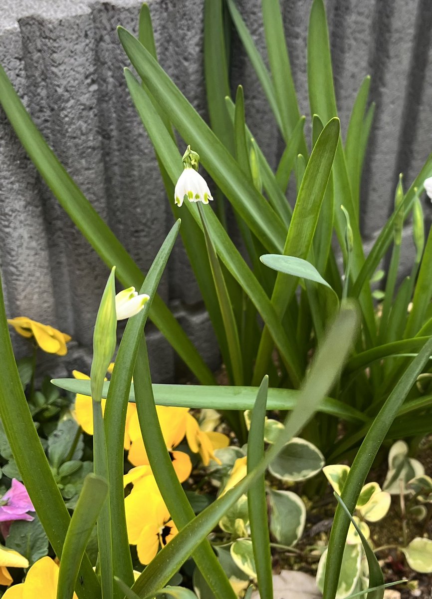 妃咲♡初回プロカ必読 tweet media