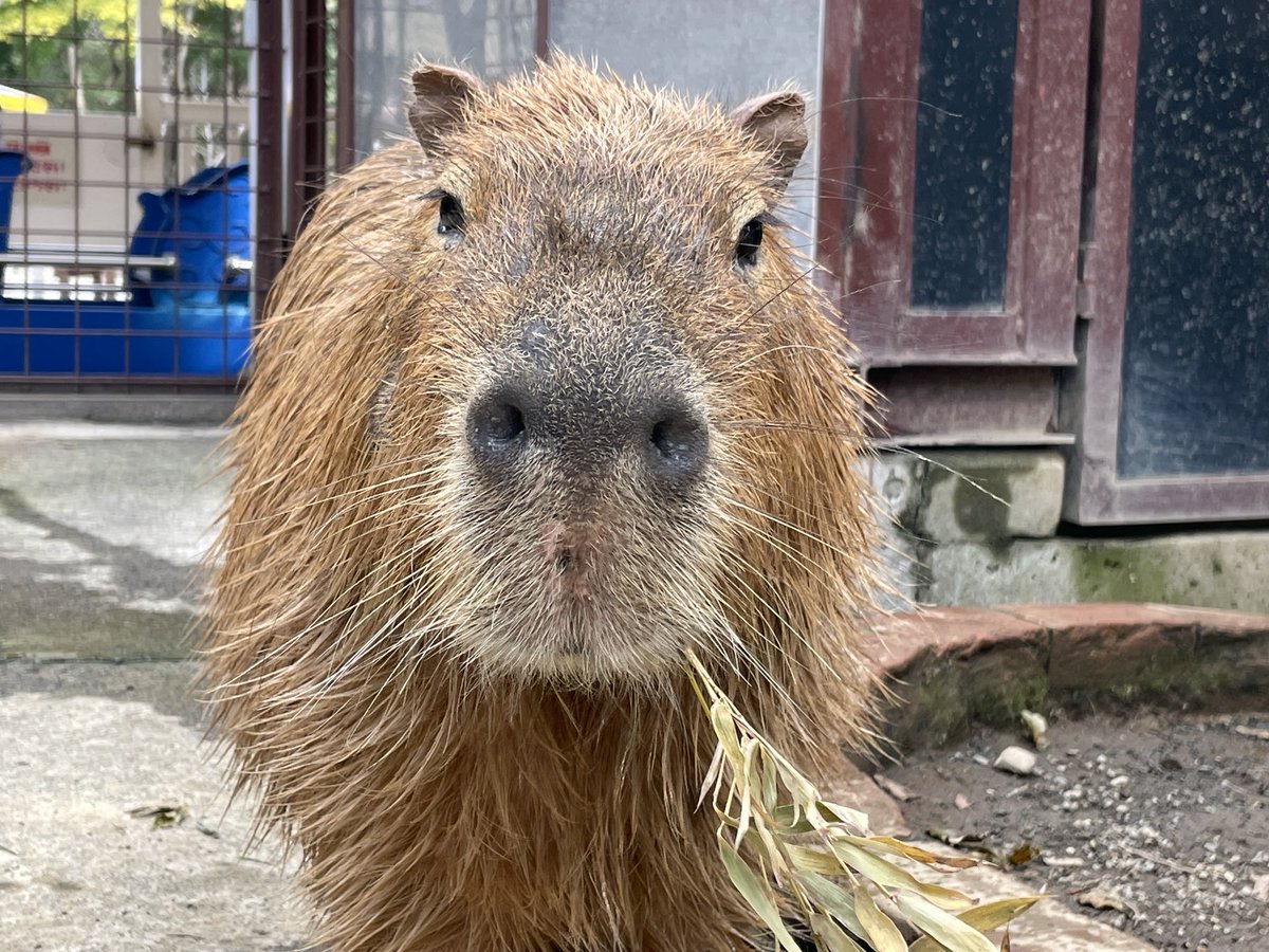 かなくま tweet media