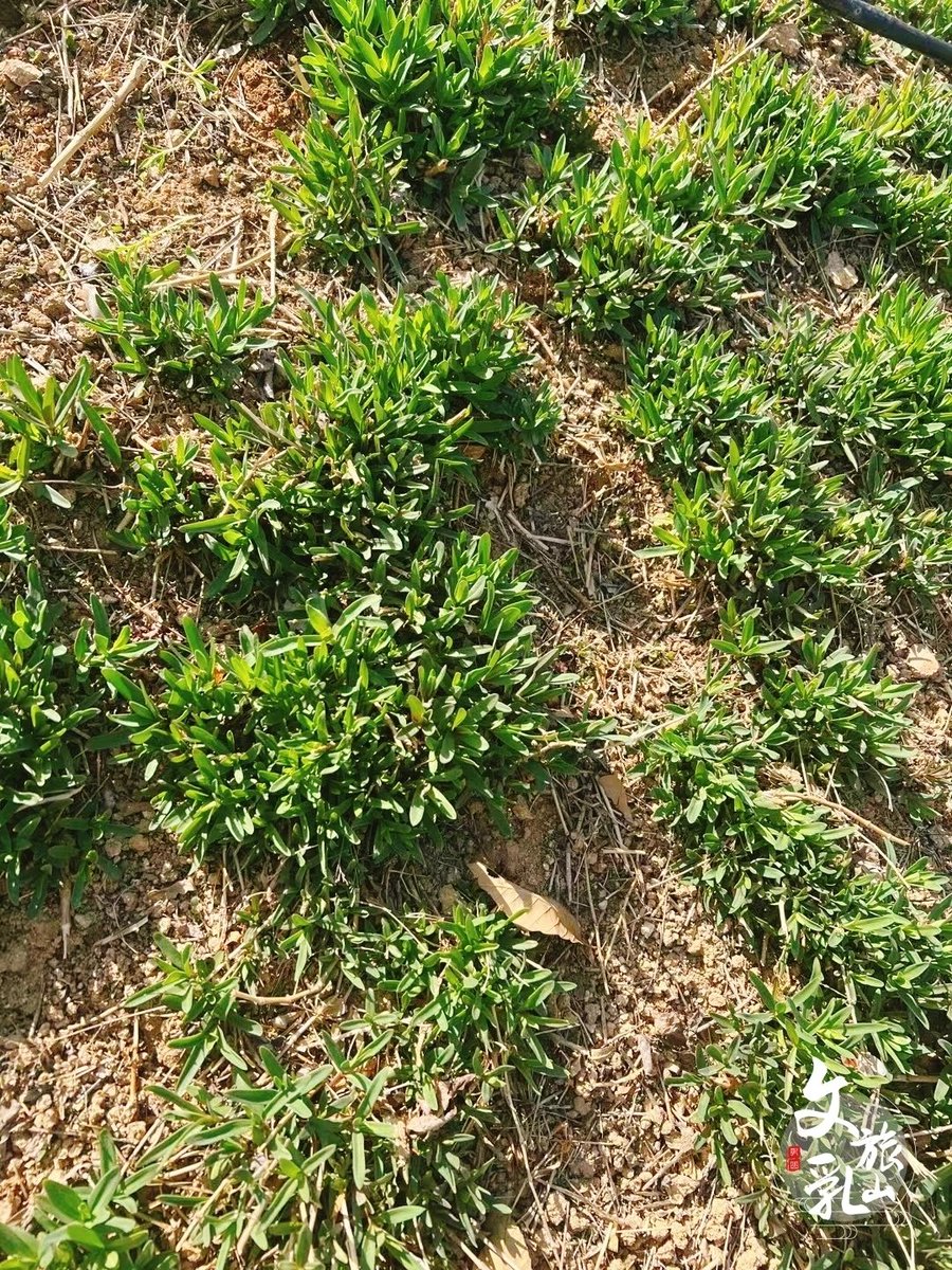 Chinese41370900's tweet photo. In the local dialect of Rushan, “山苜楂” is pronounced as “山么渣”. It grows in clusters, as if someone had scattered broken jade in the forest.
#我如此热爱乳山 https://t.co/dP8Vr3l5U5