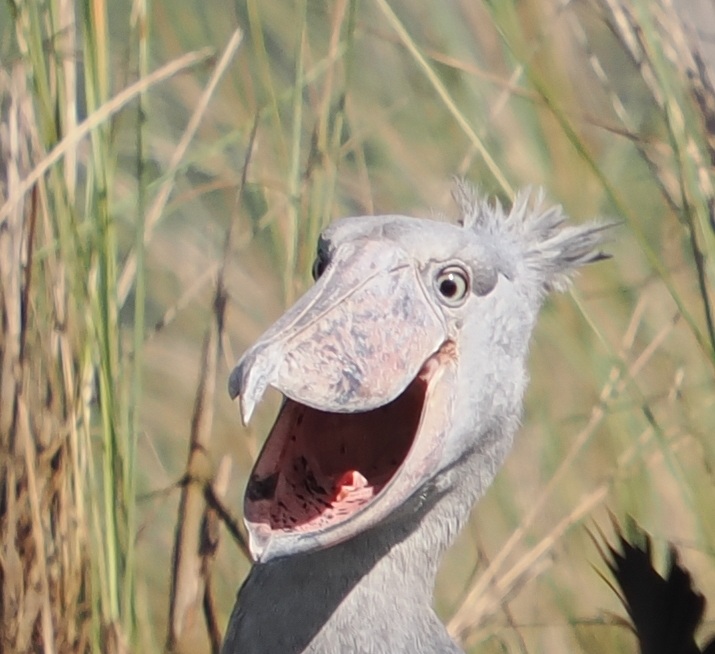 Directionally Challenged Traveler tweet media