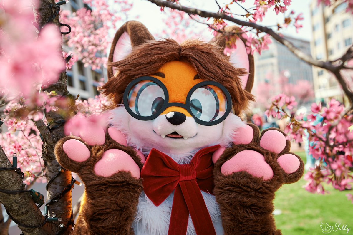 Taylor! 🦊🎀 tweet media