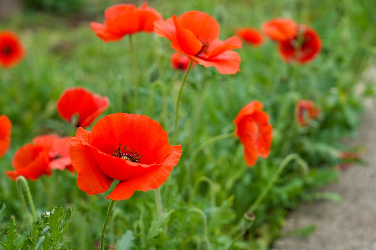 Georgetown ISD tweet media