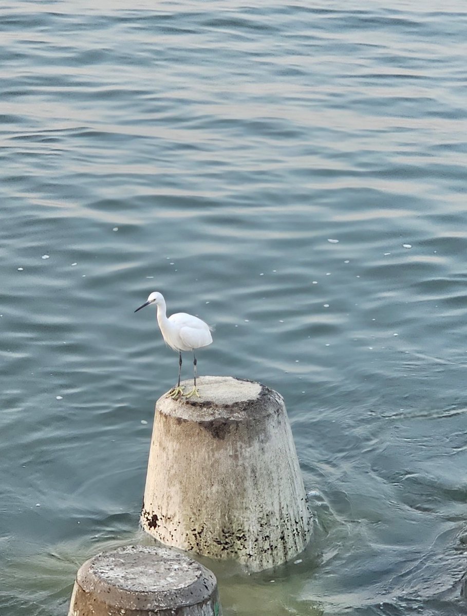 Aislinn(Roselife) tweet media