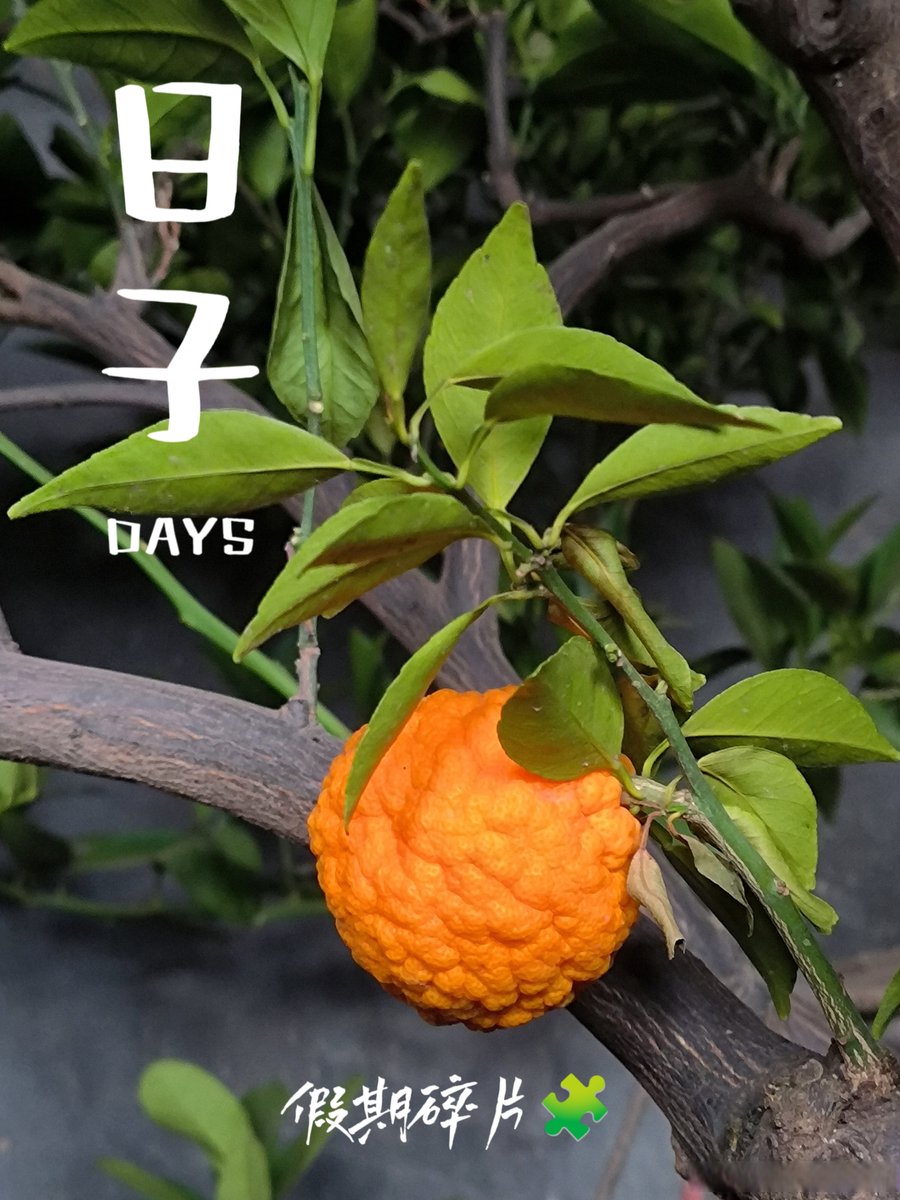 Alexandre tweet media