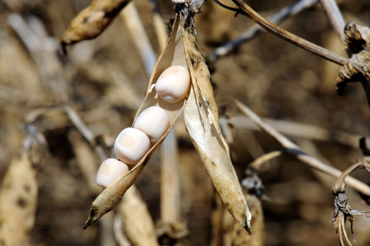 terresoleopro's tweet image. Un pois, c’est tout ? 🌱Non, le #pois est bien plus qu’une simple graine !

💚 Pour nos champs :  Il réduit l'utilisation d'engrais azotés

 🐄 Pour nos élevages : riche en protéines pour les animaux.

 🥗 Pour nos assiettes : le pois protéagineux est source de protéines pour