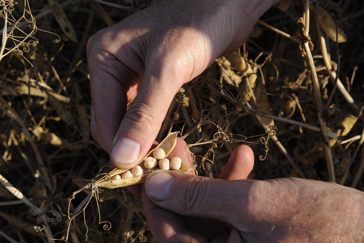 terresoleopro's tweet image. Un pois, c’est tout ? 🌱Non, le #pois est bien plus qu’une simple graine !

💚 Pour nos champs :  Il réduit l'utilisation d'engrais azotés

 🐄 Pour nos élevages : riche en protéines pour les animaux.

 🥗 Pour nos assiettes : le pois protéagineux est source de protéines pour