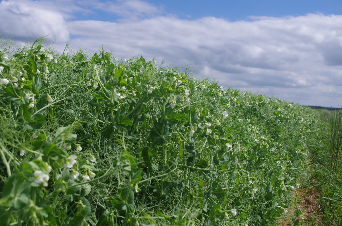 terresoleopro's tweet image. Un pois, c’est tout ? 🌱Non, le #pois est bien plus qu’une simple graine !

💚 Pour nos champs :  Il réduit l'utilisation d'engrais azotés

 🐄 Pour nos élevages : riche en protéines pour les animaux.

 🥗 Pour nos assiettes : le pois protéagineux est source de protéines pour