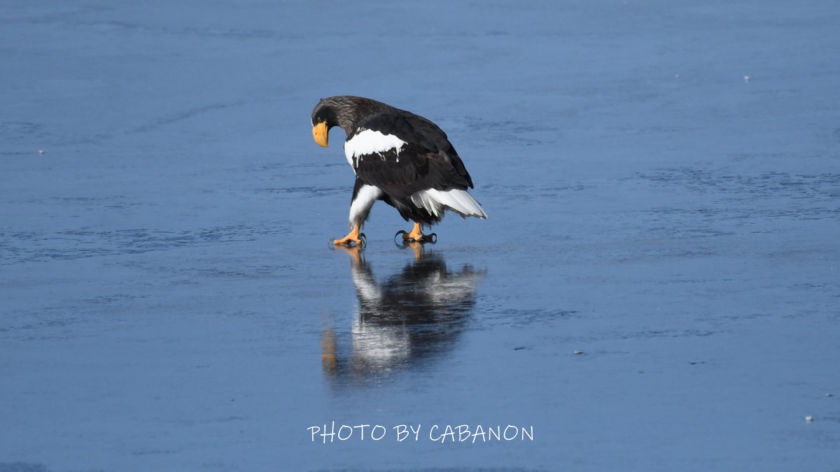宿房 樺のん（霧多布） tweet media